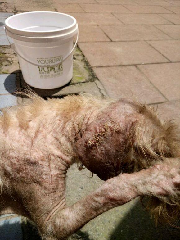 捡到一只身世很可怜的泰迪狗狗,全身的毛都快掉光了