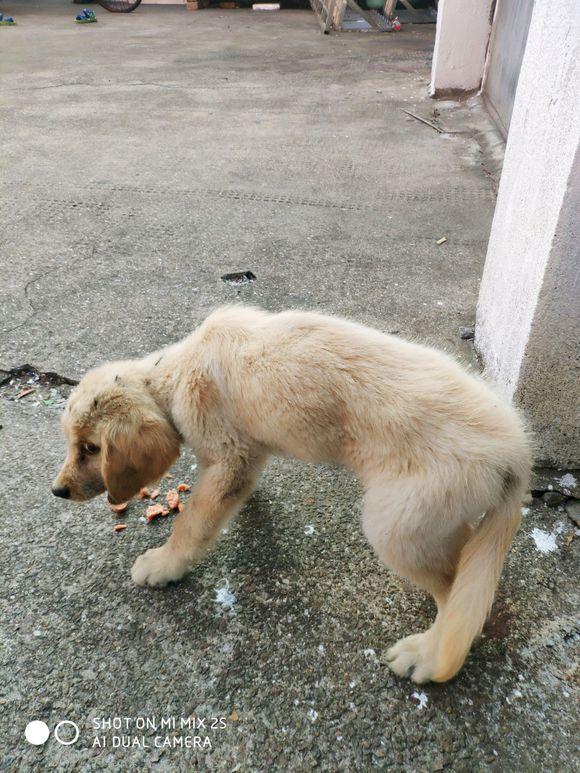 男孩在街上捡到只流浪小金毛,带去宠物医院后谁知是个"无底洞"