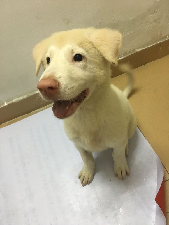 网友突然来兴致,给金毛剪成了个猴脸,网友:太可爱了!