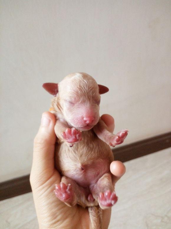 女子家迷你泰迪生下五只小奶狗,看着瘦小的泰迪 主人心疼落泪