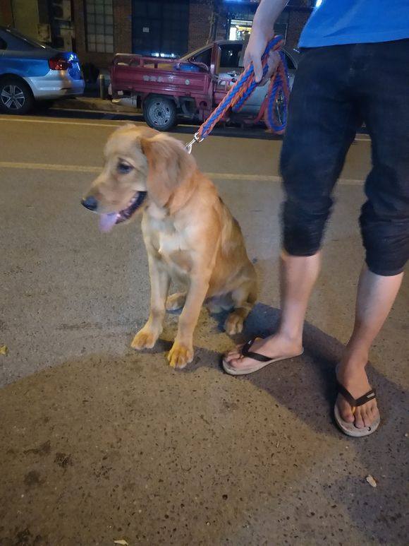 网友家金毛太瘦了,后来网友把金毛放家里,不信养不胖了!