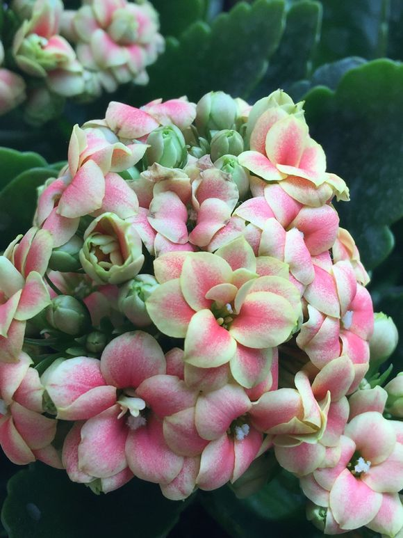 冬季能开花颜值高又好养的4款花卉