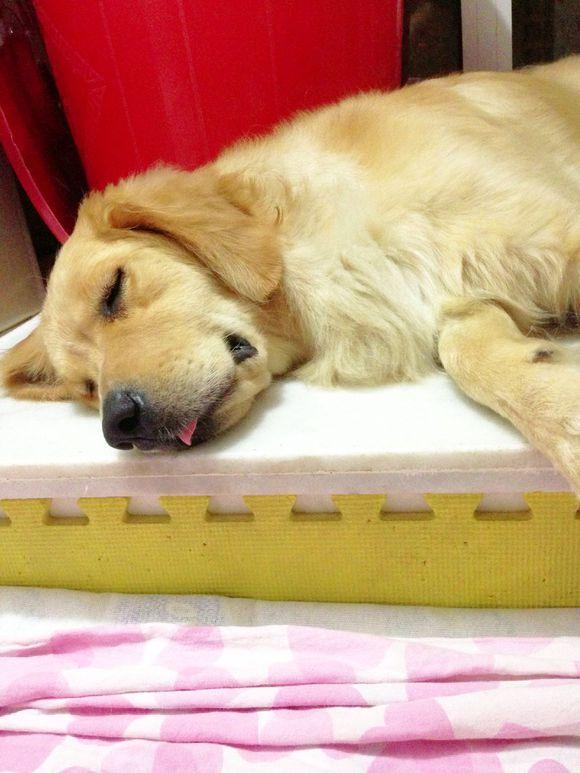 养了只贪睡的狗子是很忧伤,刚才还活蹦乱跳一转眼就这幅模样!