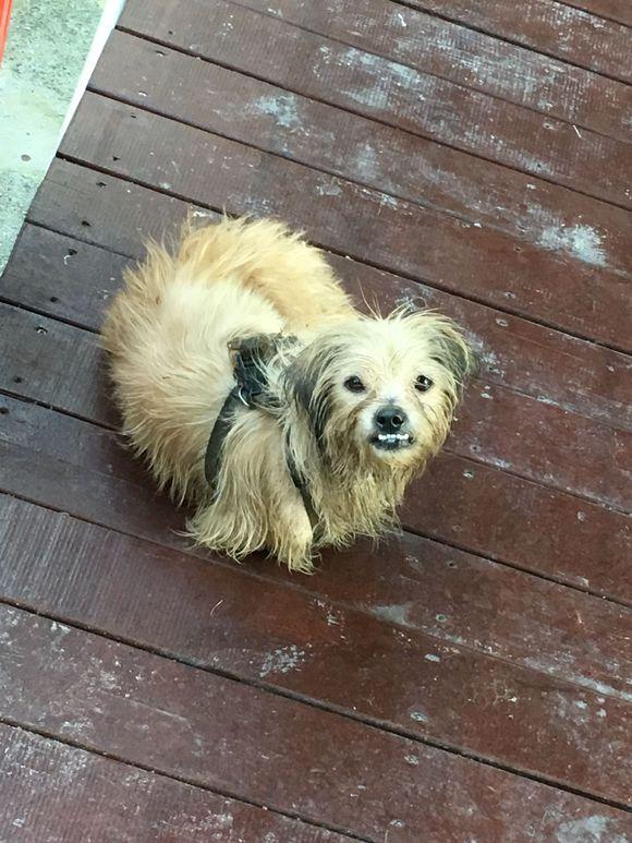 流浪狗蜷缩在垃圾箱旁边一双乞求的眼神望向女孩狗狗救救我