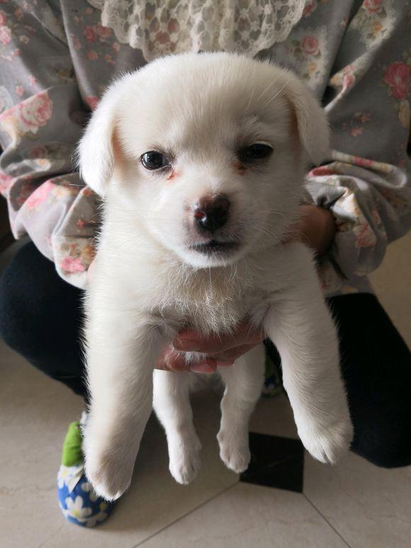 女孩得知捡到的小白狗是土狗后,丢下它就走,任凭它在原地惨叫