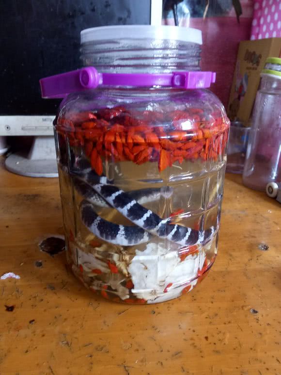 男子夜钓遇怪蛇,反将其捕获带回家泡酒,网友:剧毒银环蛇