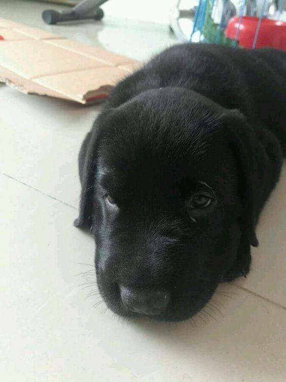 它听到后做出的反应好让人心塞|拉布拉多|纯黑色|狗狗_新浪新闻