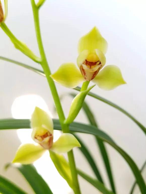 从头到尾教你养兰花,二十四节气养兰法
