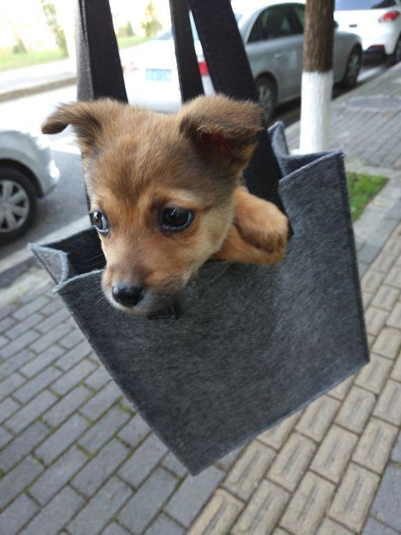 流浪小土狗看谁都不认生,一脸天真无邪,女孩看一眼就喜欢上了