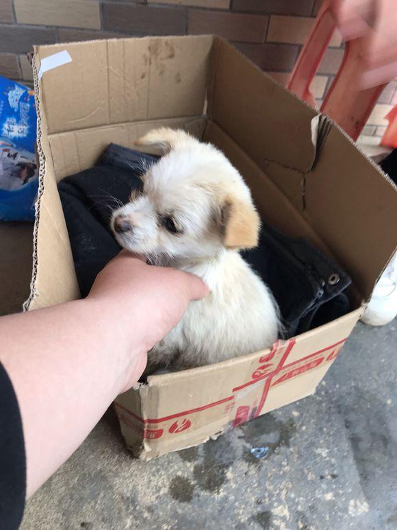 流浪小奶狗蜷缩在纸箱,第一次出门就被主人遗弃,让人心疼