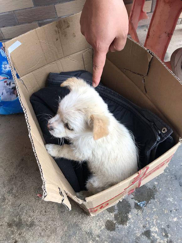 流浪小奶狗蜷缩在纸箱,第一次出门就被主人遗弃,让人心疼