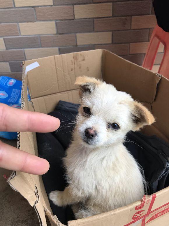 流浪小奶狗蜷缩在纸箱,第一次出门就被主人遗弃,让人心疼