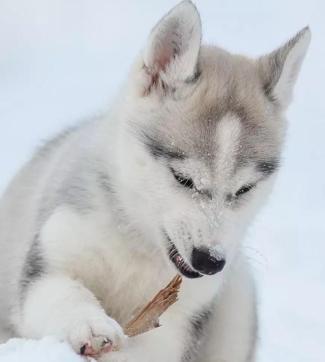雪地里的哈士奇,简直帅到爆炸,感受下