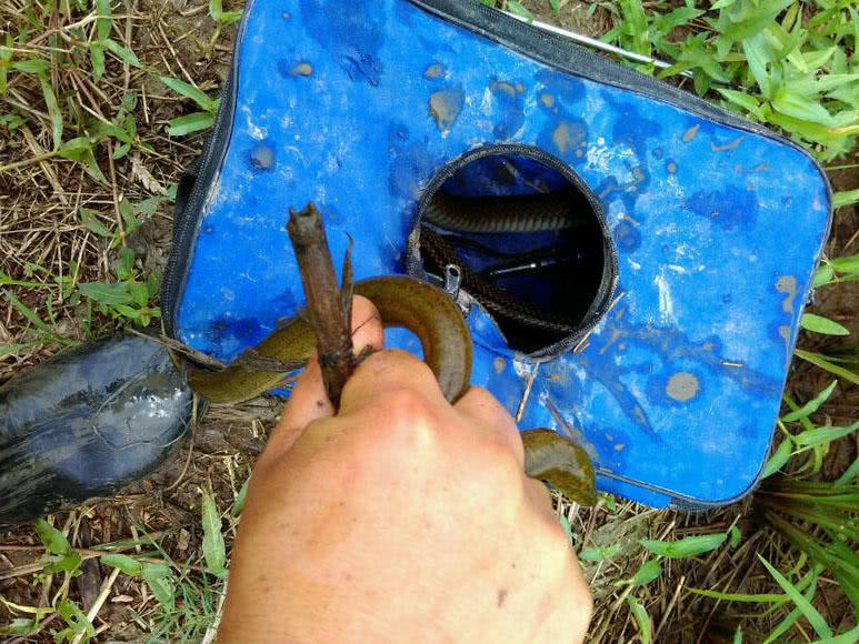 老家钓黄鳝的人很多关键要知道怎么找洞