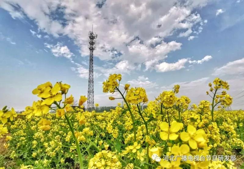 安平油菜花正艳