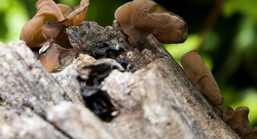 提个醒吃木耳不易碰此物吃了就是没病找病早知早健康
