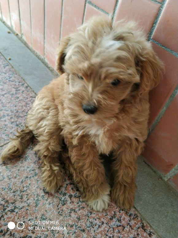 小区门口看到只卷毛狗狗,半天也不见主人来领,女孩抱起后被萌化