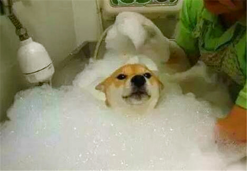 柴犬被主人拉去洗澡,泡泡浴让柴犬不知所措,这表情太抢镜
