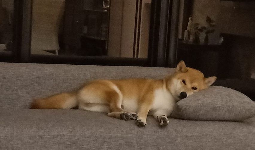 柴犬清早就开始瘫沙发,一副厌世的表情,思考狗生如何度过