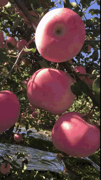 烟台正宗红富士苹果拥有"水果皇后"的美誉经常食用,可帮助消化,养颜