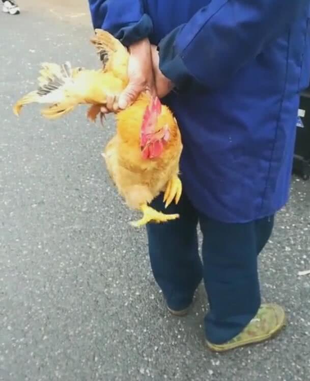 公鸡被主人抓翅膀挂在身后两只腿的举动让人笑翻