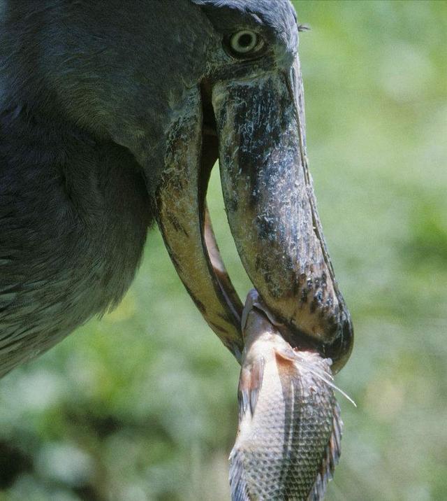 鲸头鹳看上去呆傻又蠢萌,实际上它连鳄鱼都吃,龟壳都能消化掉