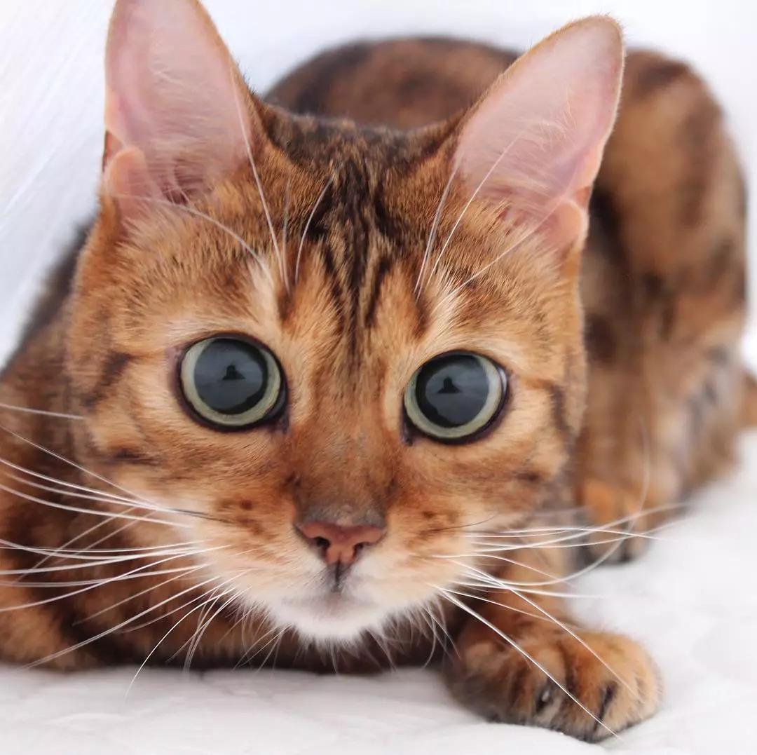 猫咪只要双眼美瞳一开,就进入了无敌卖萌模式