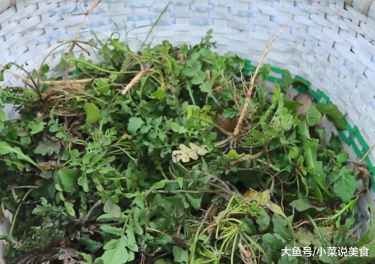 這種野菜包餃子鮮味十足, 農村遍地都是, 城裡人基本都沒有吃過