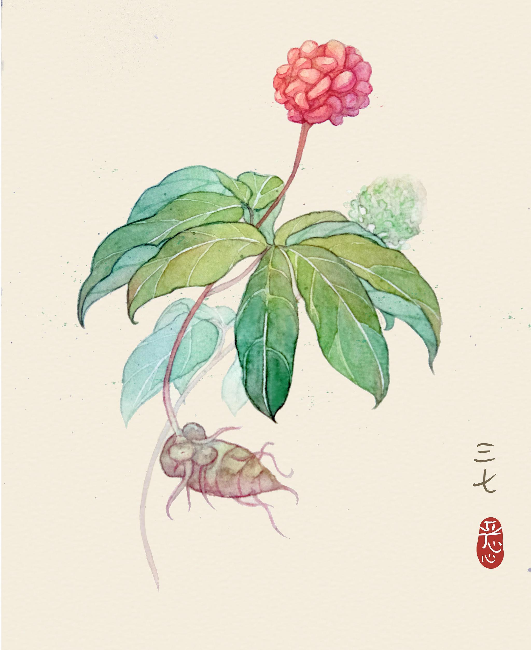 当归为什么被称为"心灵治疗师"?人和本草有哪些奇遇的故事?