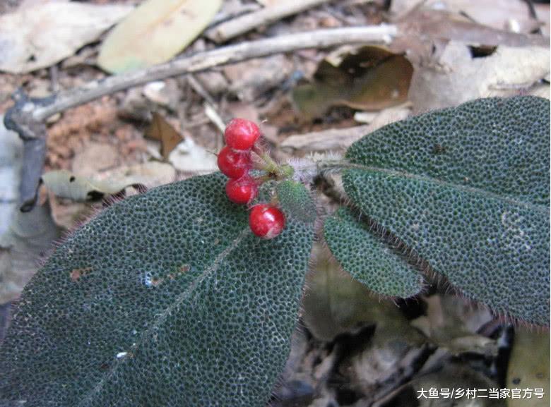 虎舌红长相好看也被不少人当做一种拿来观赏的植物,鲜艳的红色果实,很