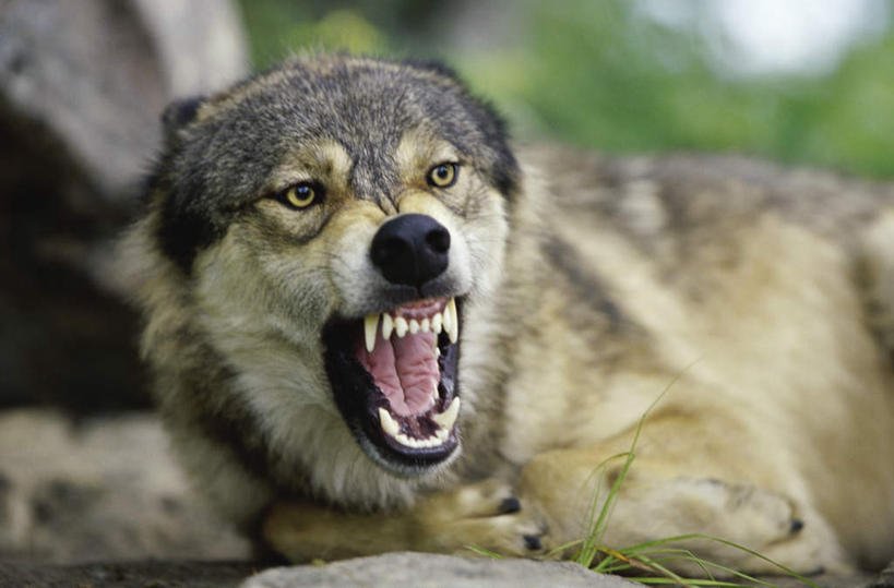 凶狠的狼到底怕什么?说出它天敌的名字,狼表示:真惹不起!