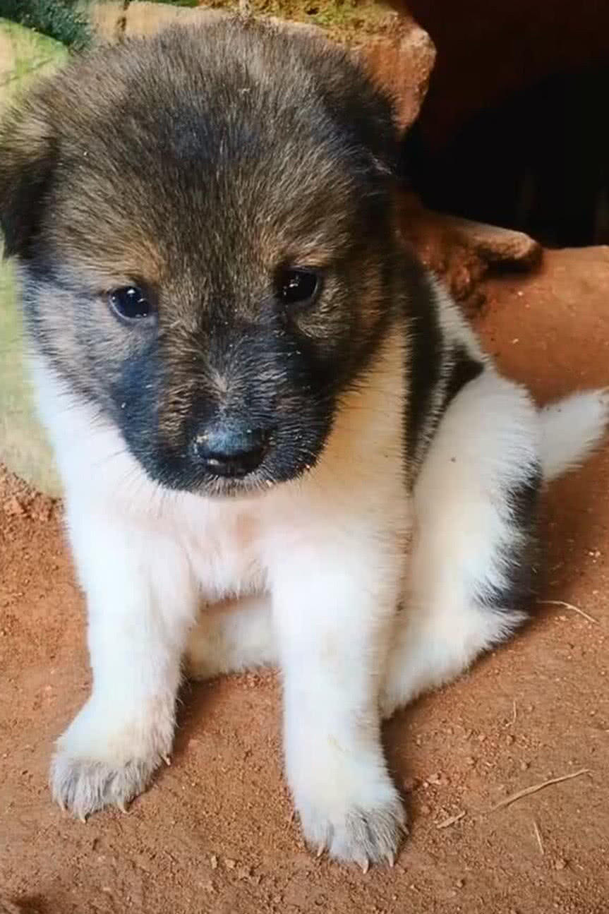 小奶狗刚出生就被抛弃,躲在土洞中不敢出去,网友心疼带回家|狗狗|土洞