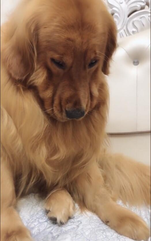 金毛看见主人吃饺子没给它,立马生气拉长脸 汪:说好的一辈子呢