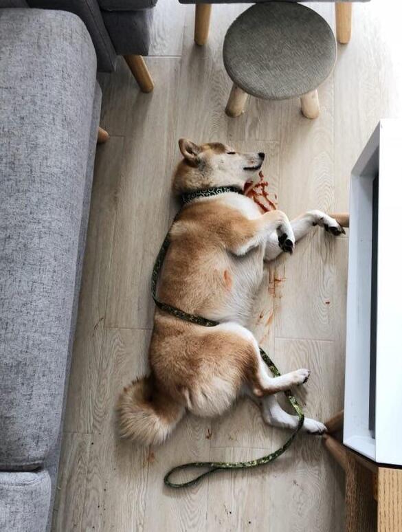 一出来就发现柴犬口吐鲜血主人以为挂了下一秒将狗子暴打一顿