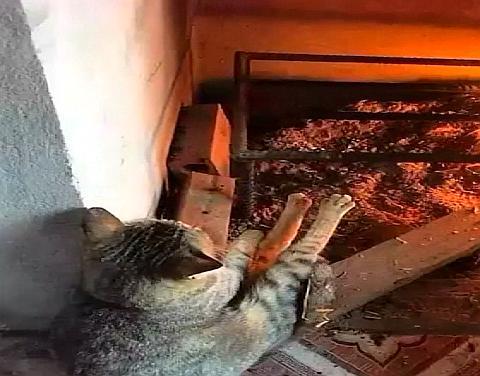 猫咪嫌弃天冷伸脚烤火,喵:请让我的每一根爪子都感受到温暖!