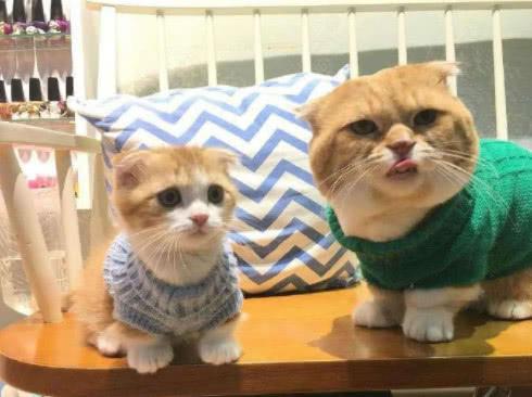 猫妈生下小猫仔后，猫爸就做起了保姆，一家三橘太可爱了|猫爸|猫|小情人_新浪新闻