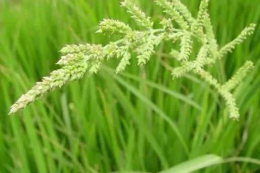 稗草,稻田里长似麦子的植物,杀草药也除不尽!