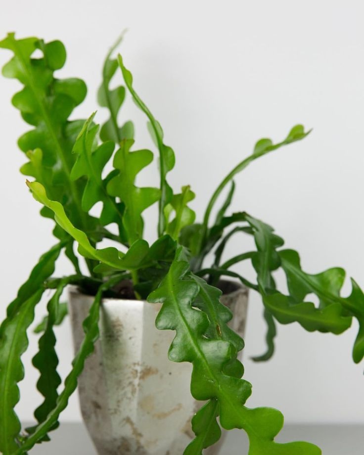 几禾花舍日签丨11月17日 奇特的鱼骨令箭