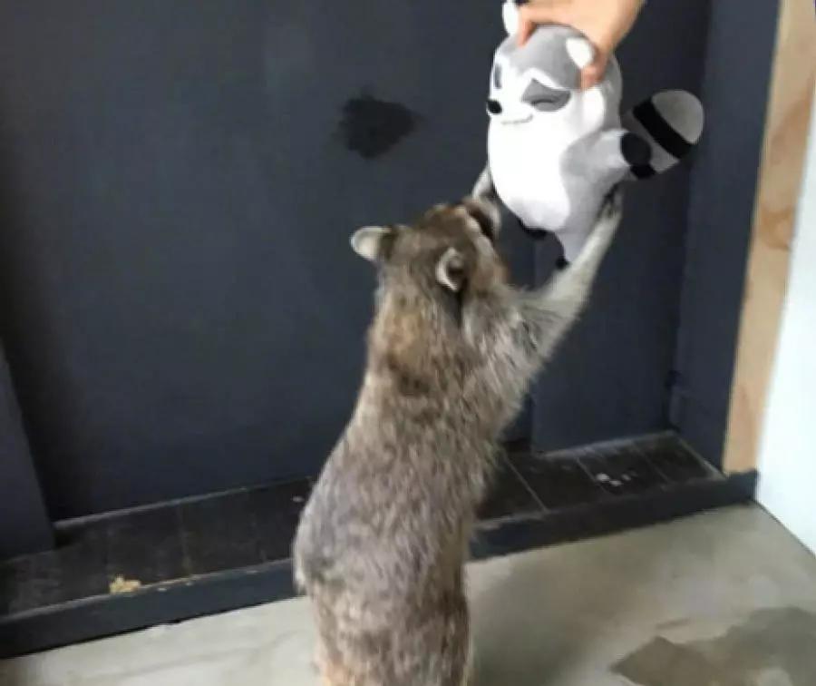 小浣熊见到一玩具后,紧紧抱着死活不撒手,抢后一溜烟跑了