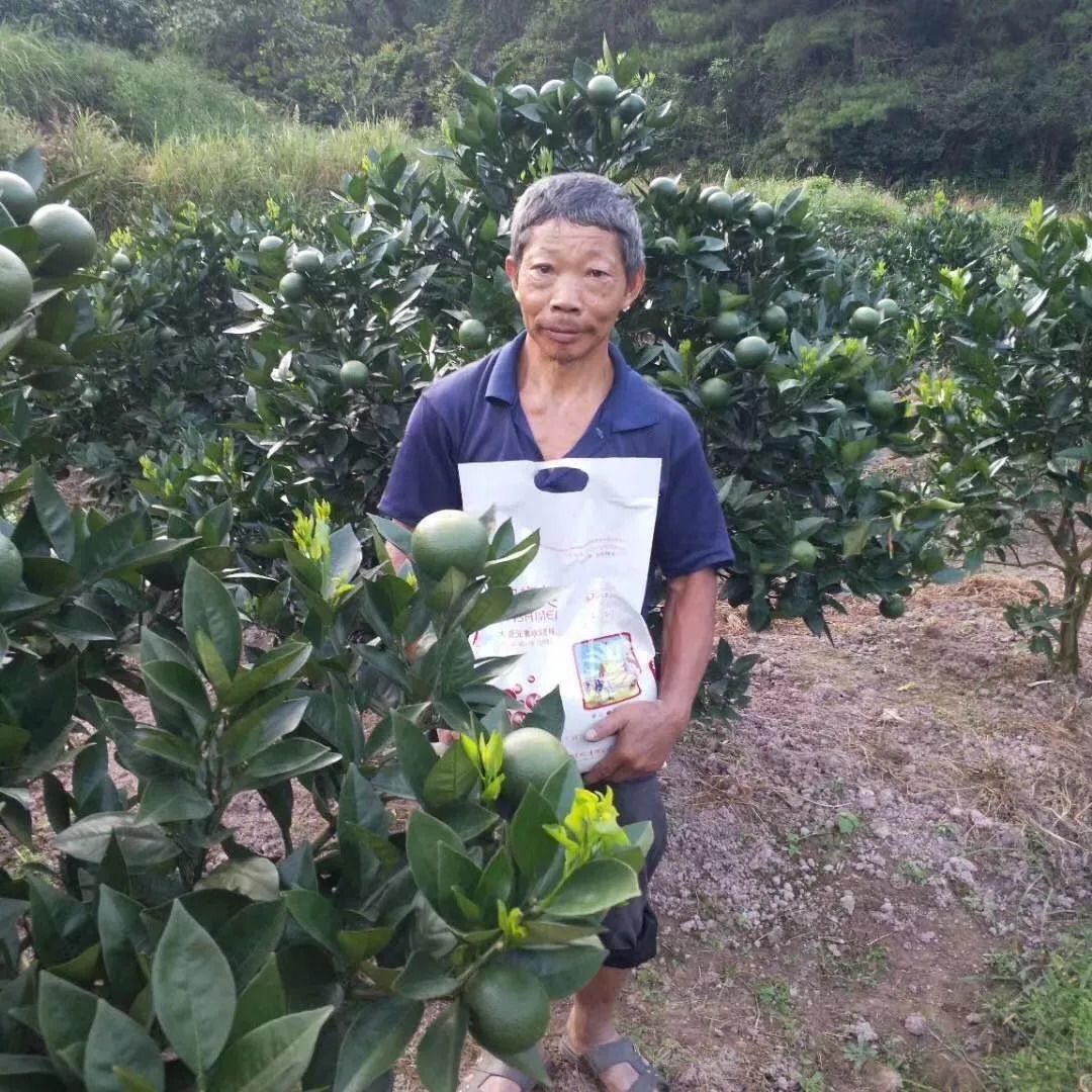 柑橘褐腐病防治药剂配方大全(柑橘疫菌褐腐病用什么农药防治) 柑橘褐腐病防治药剂配方大全(柑橘疫菌褐腐病用什么农药防治)