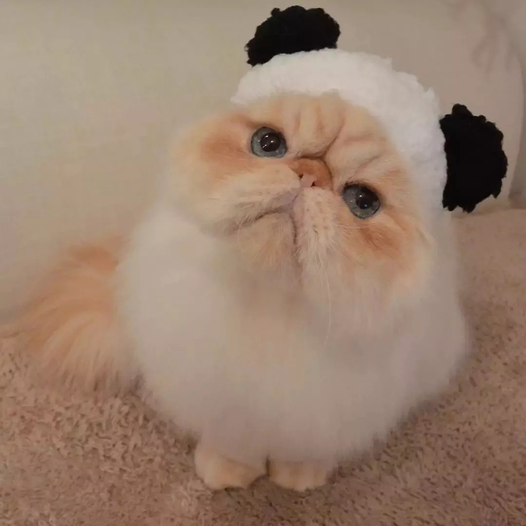 猫|小胖|帽子_新浪新闻