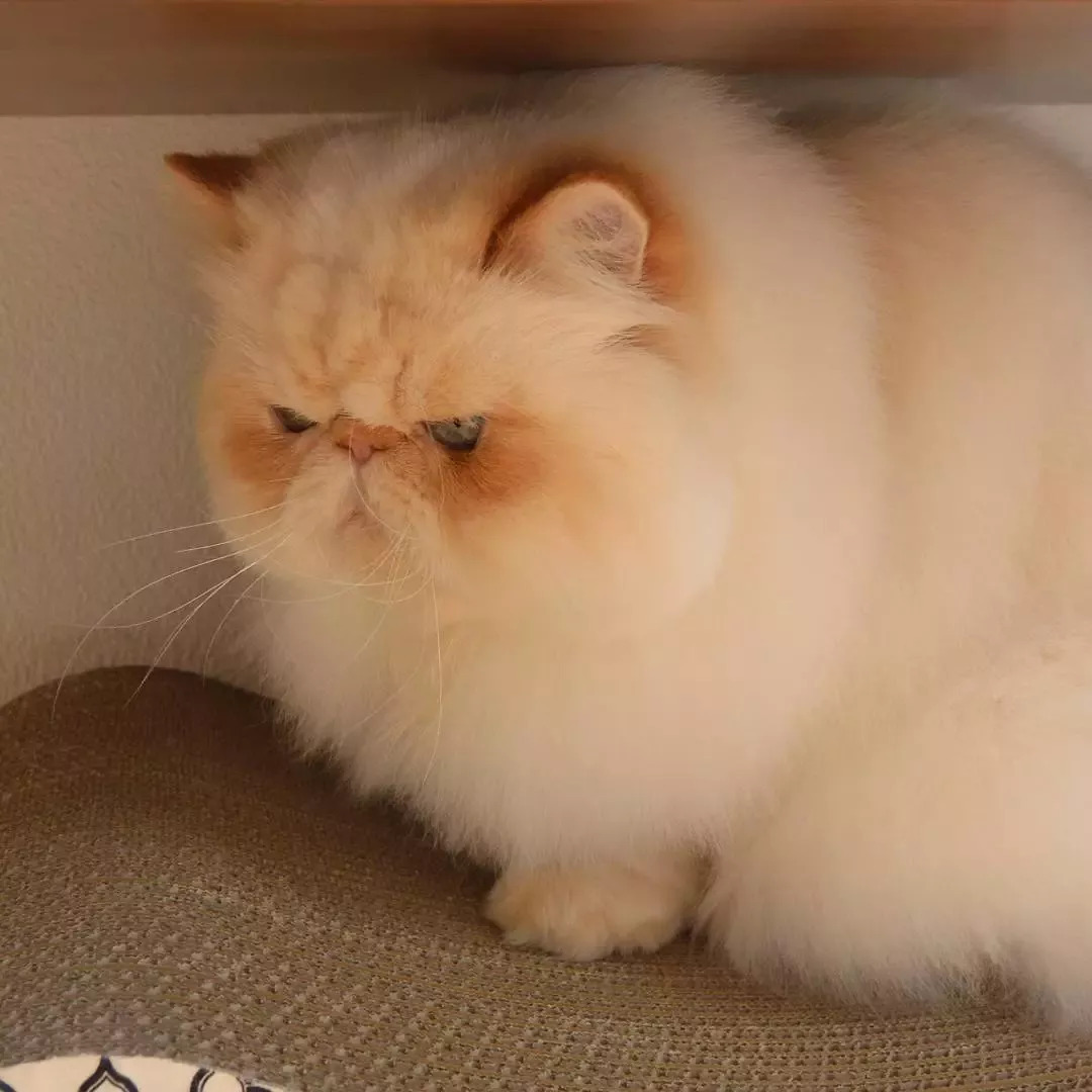 这只愁眉苦脸的胖猫也太好吸了!