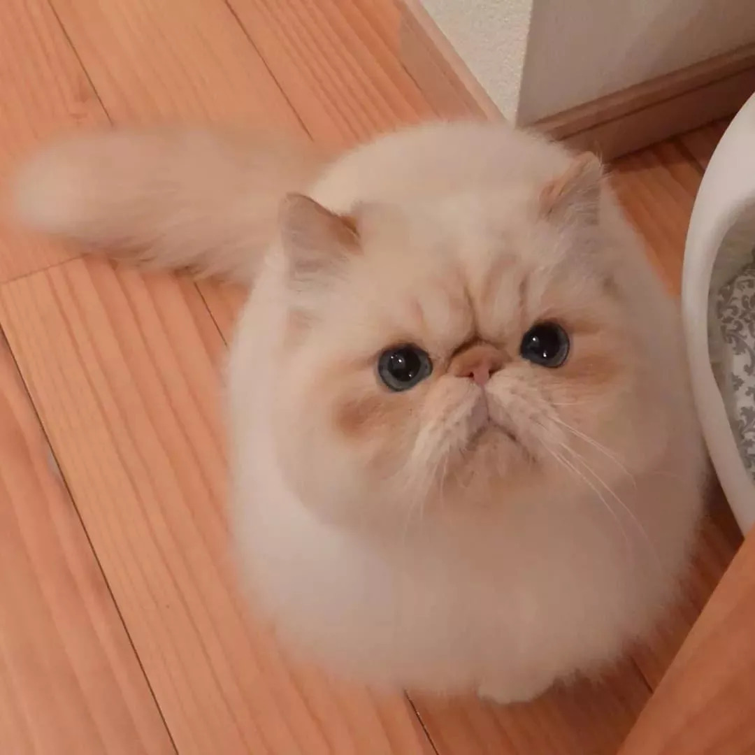 这只愁眉苦脸的胖猫也太好吸了!