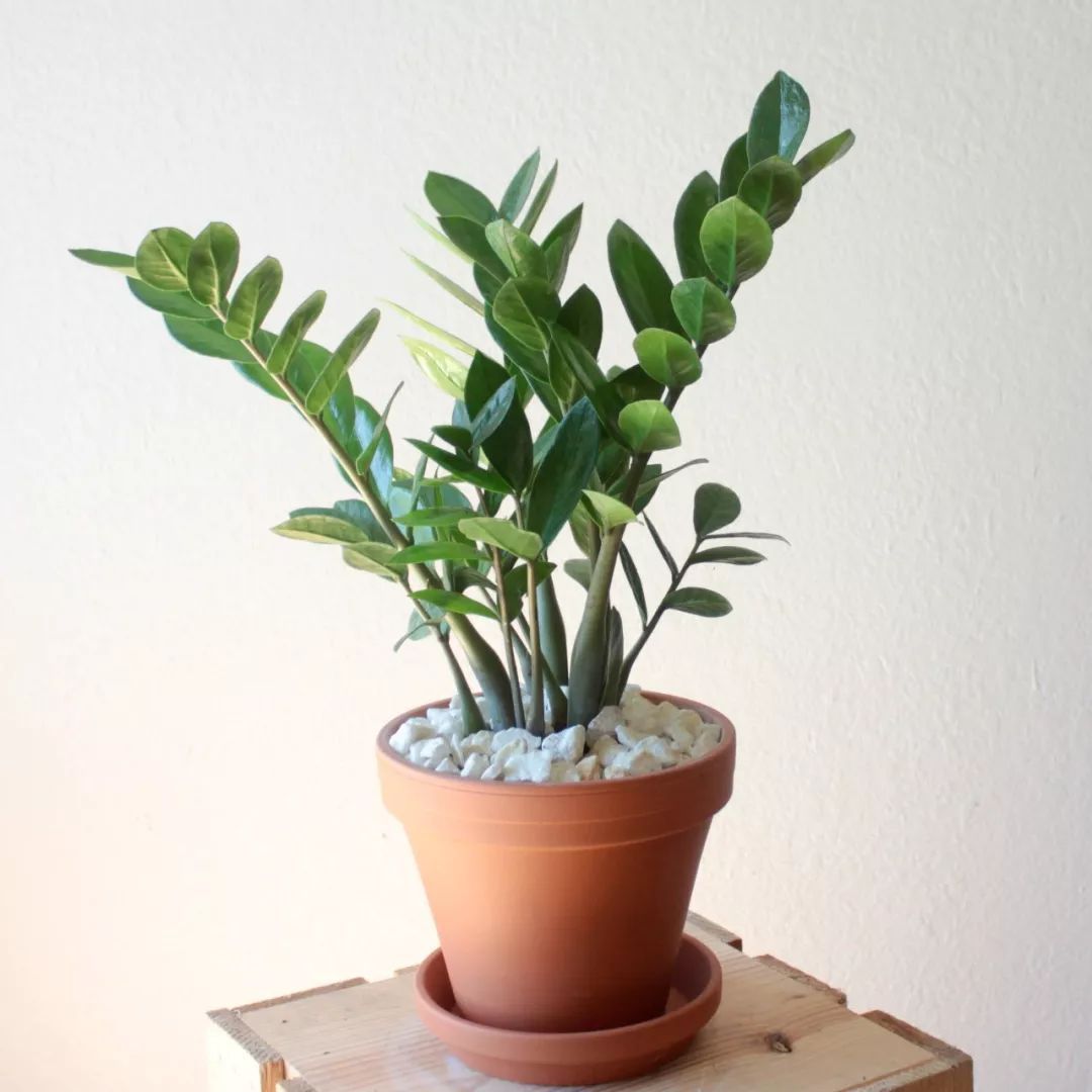 5种特别适合养在室内的耐阴植物,让整个家看起来更温馨