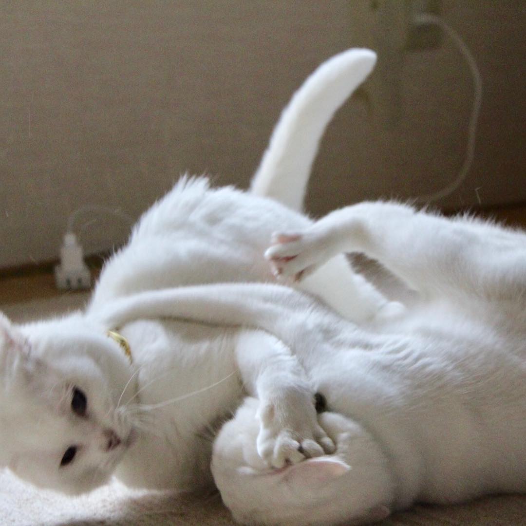 这白猫用互殴的方式秀恩爱,真是画风清奇