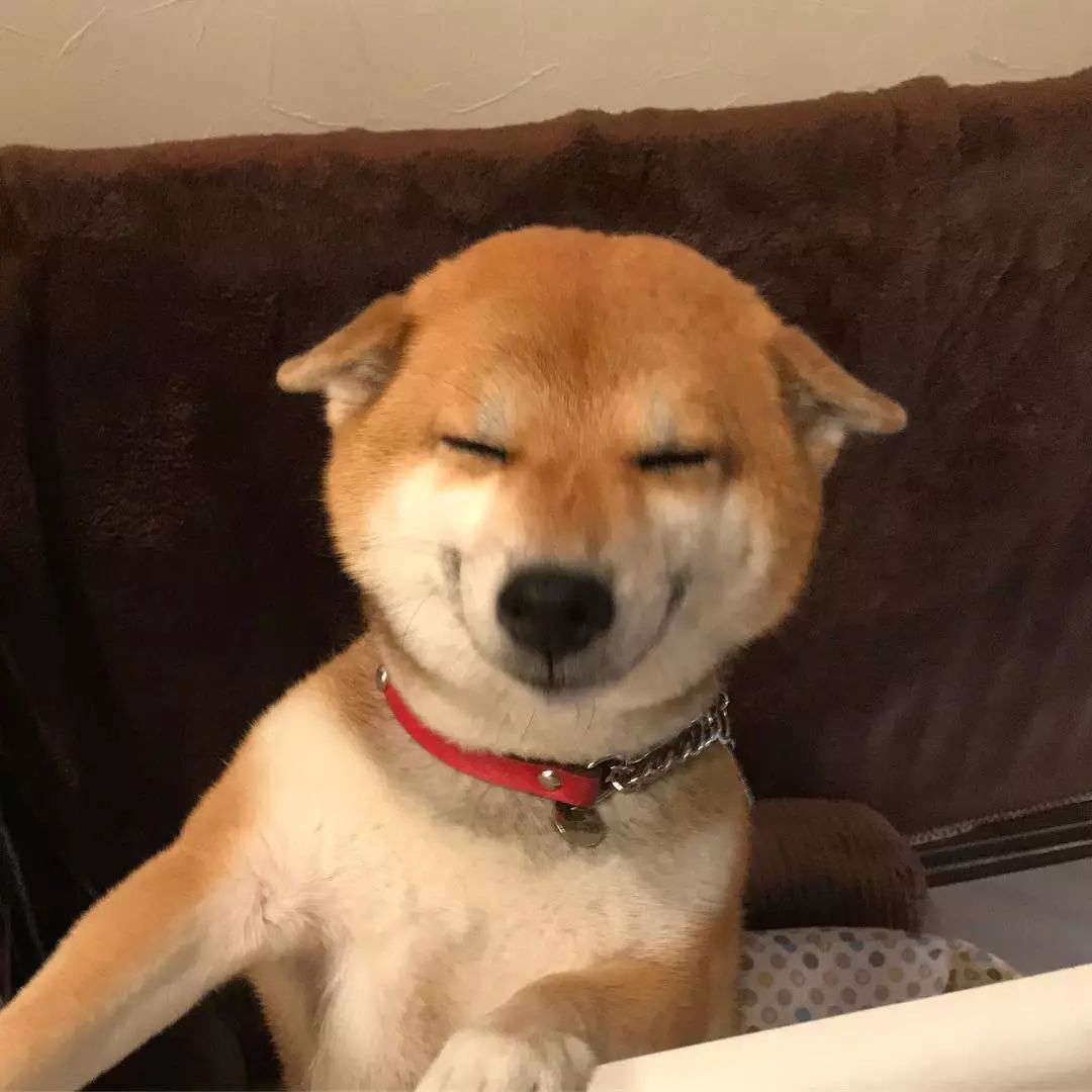 心情不好?来看看这只小柴犬可爱到起飞的表情包吧!