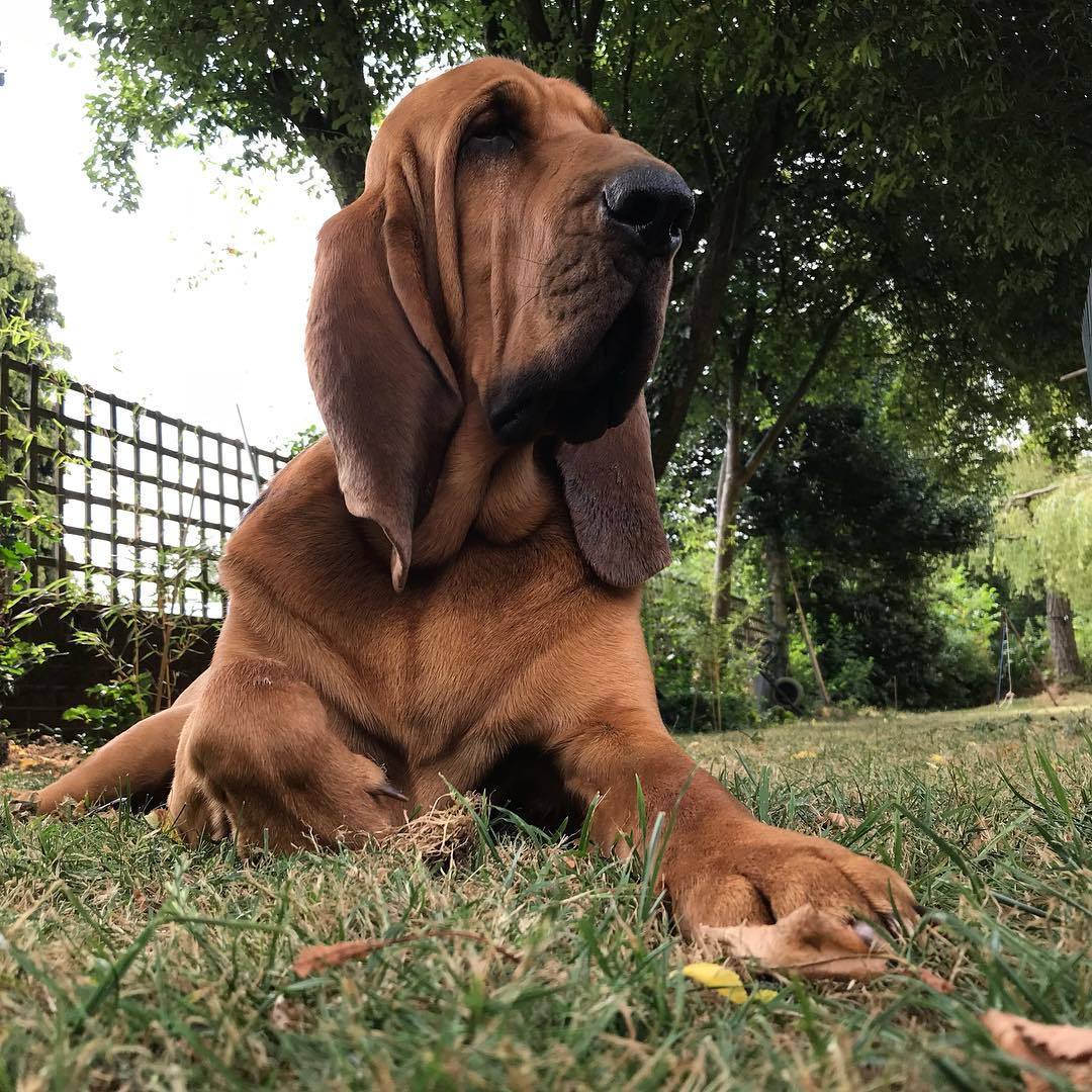 要问狗狗中鼻子最灵的是谁寻血猎犬说自己第二就没谁敢称第一了