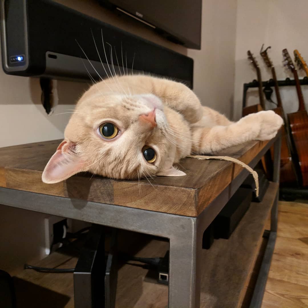 哪怕天生高冷傲娇,也能带给人舒适和安心,这就是猫咪的神奇魔力