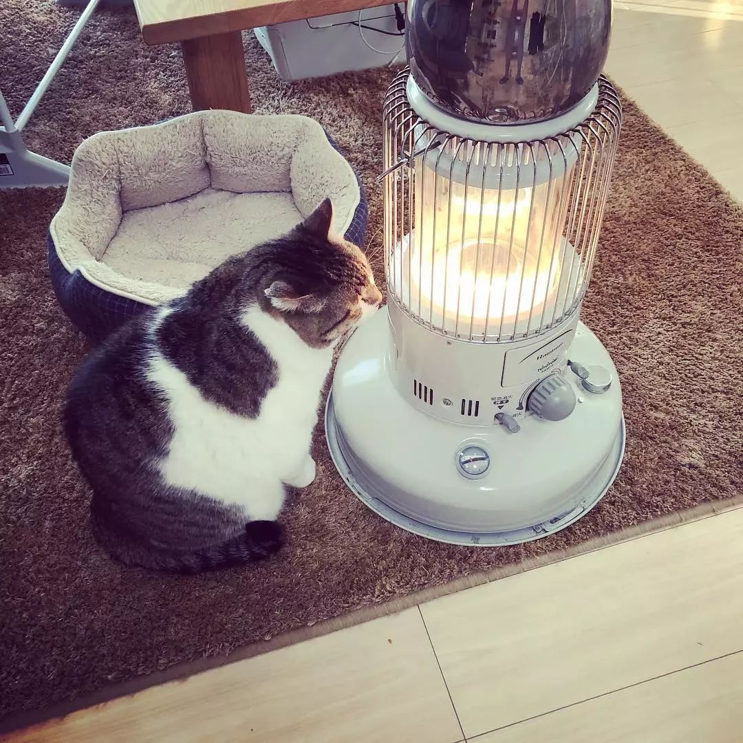 在火炉前取暖的喵星人,这一脸享受的样子看得心都化了