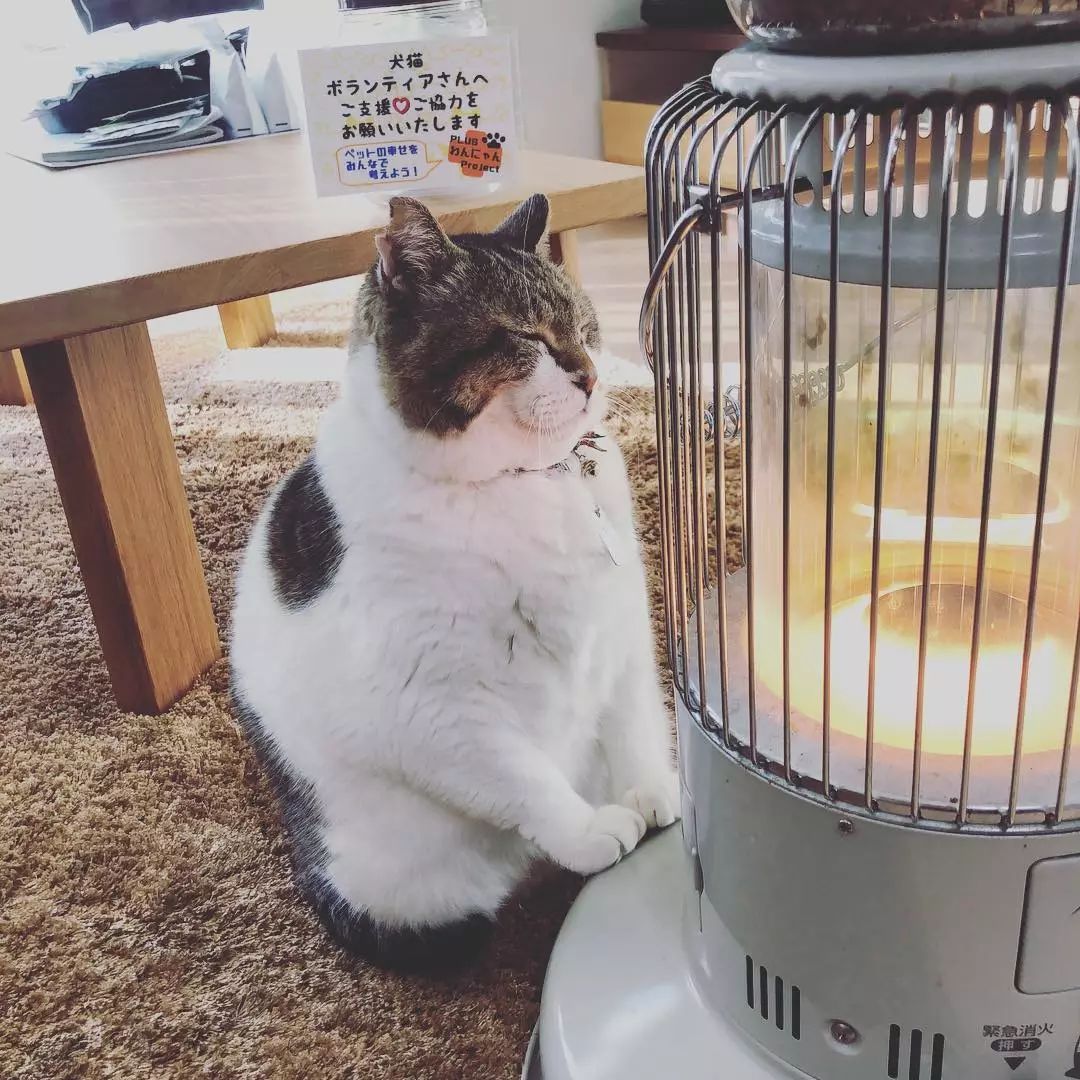 在火炉前取暖的喵星人,这一脸享受的样子看得心都化了